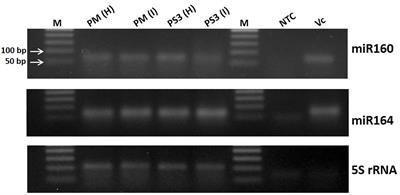 Differential expression of microRNAs in response to Papaya ringspot virus infection in differentially responding genotypes of papaya (Carica papaya L.) and its wild relative